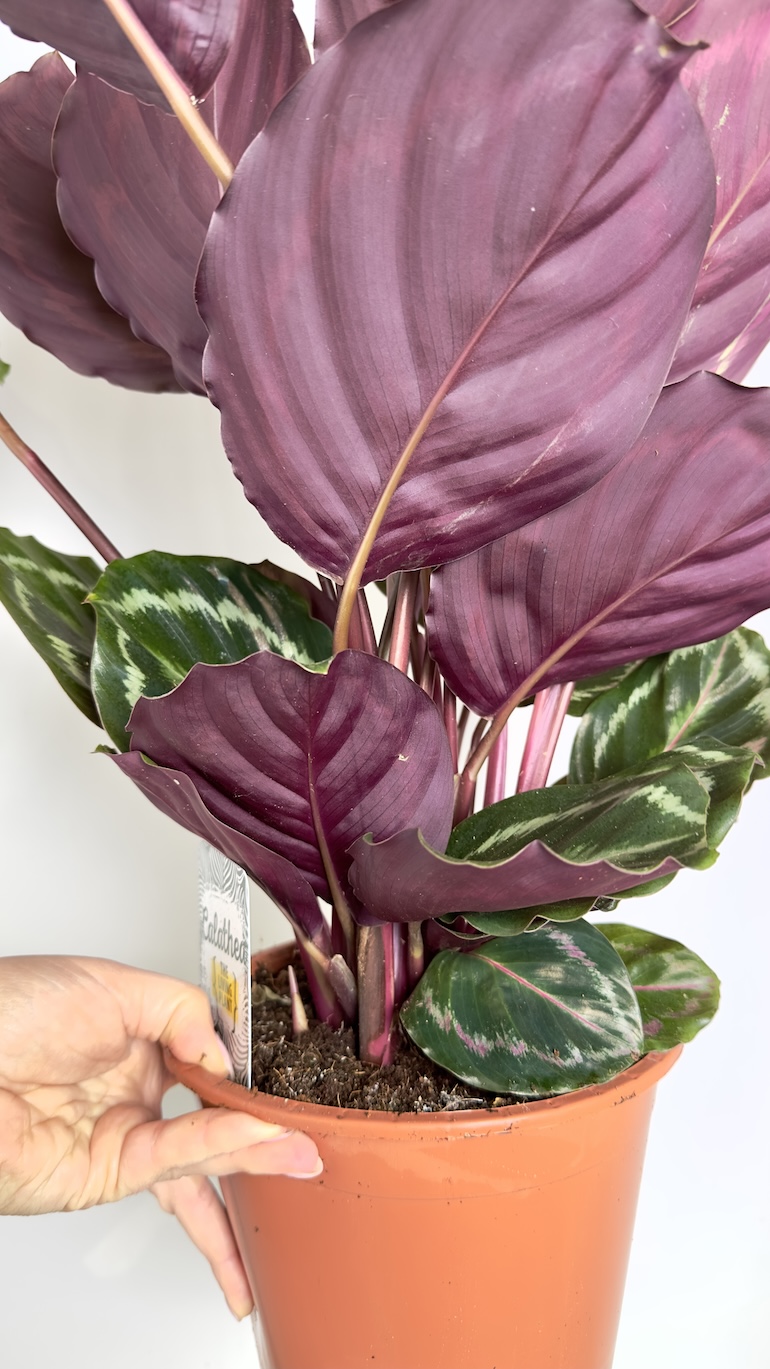 Calathea Medallion