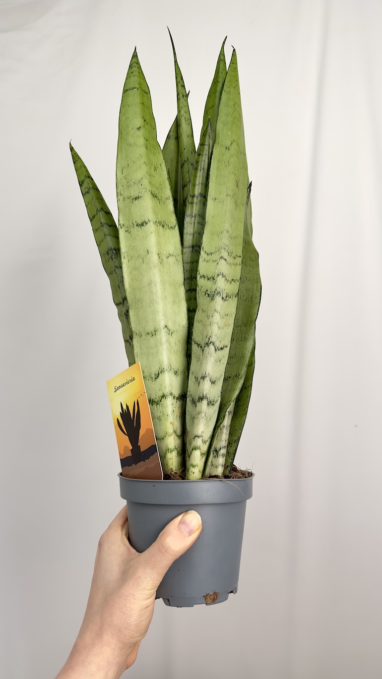 Sansevieria Spearmint