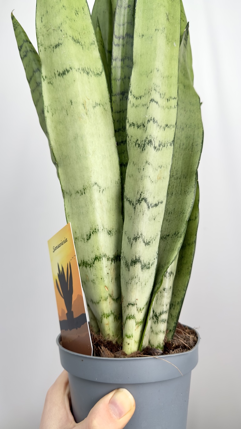 Sansevieria Spearmint