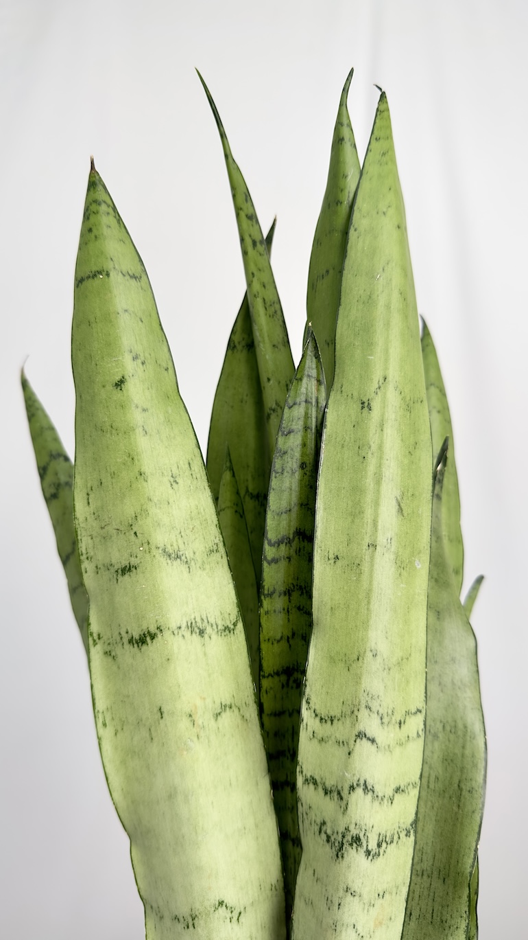 Sansevieria Spearmint