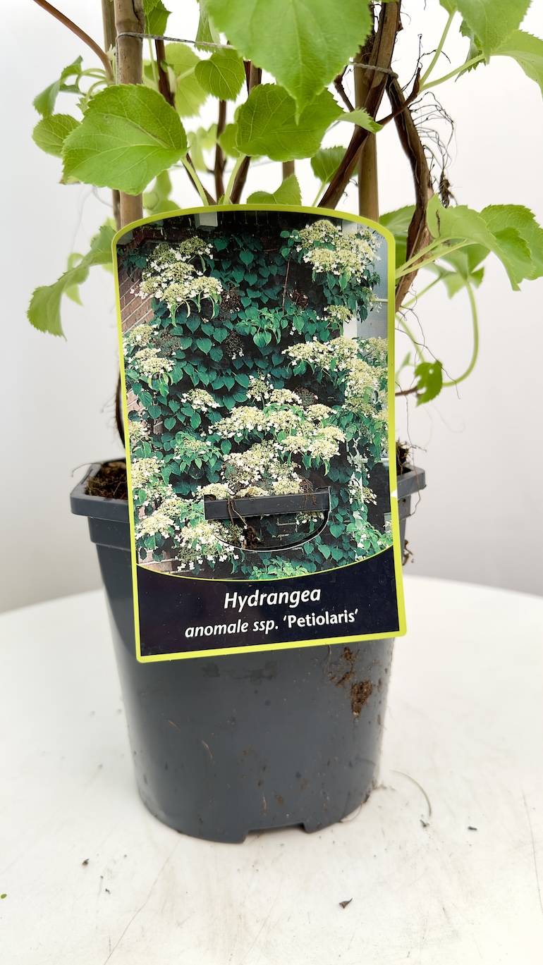 Hydrangea anomale “Petiolaris” ‘Hortensja’