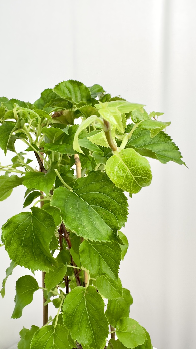 Hydrangea anomale “Petiolaris” ‘Hortensja’
