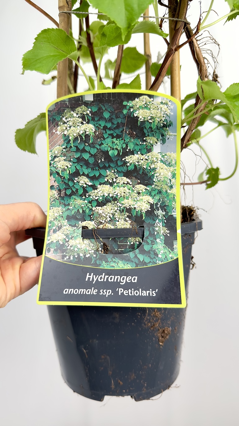 Hydrangea anomale “Petiolaris” ‘Hortensja’