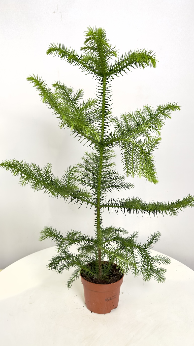 Araucaria heterophylla
