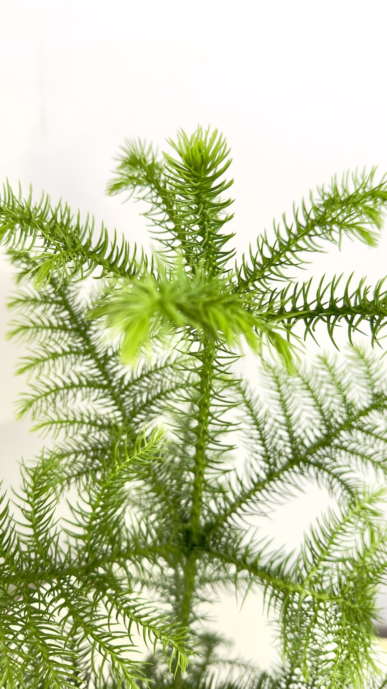 Araucaria heterophylla