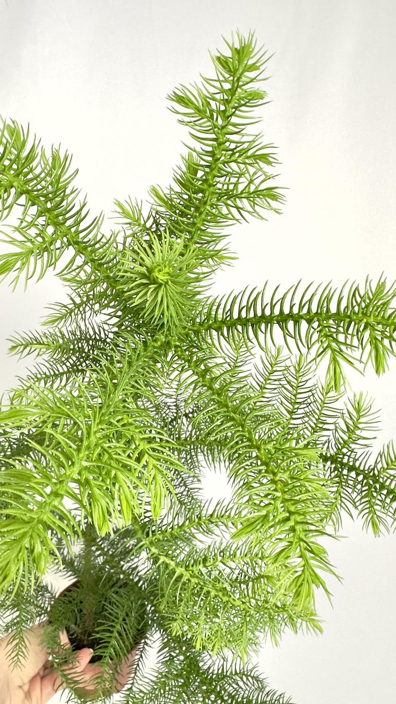 Araucaria heterophylla