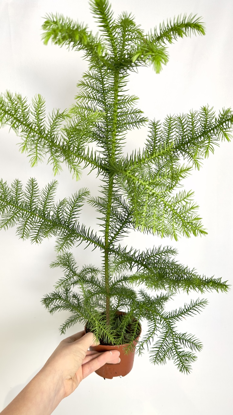 Araucaria heterophylla