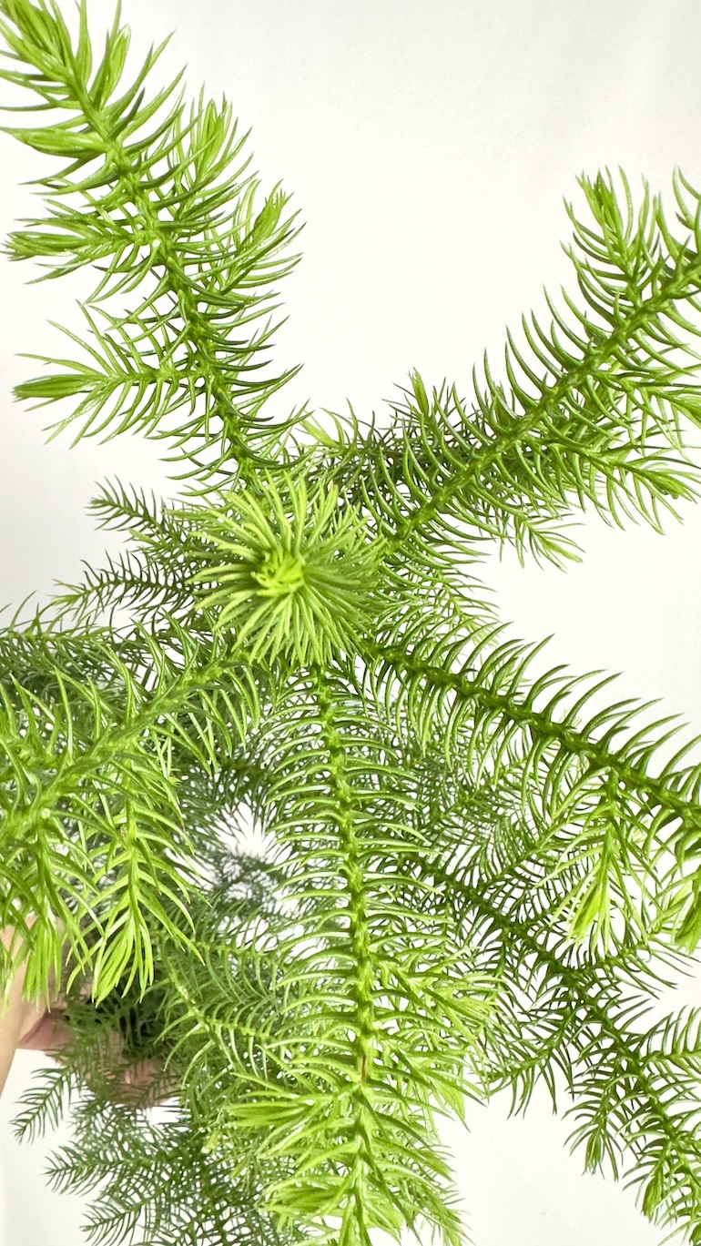Araucaria heterophylla