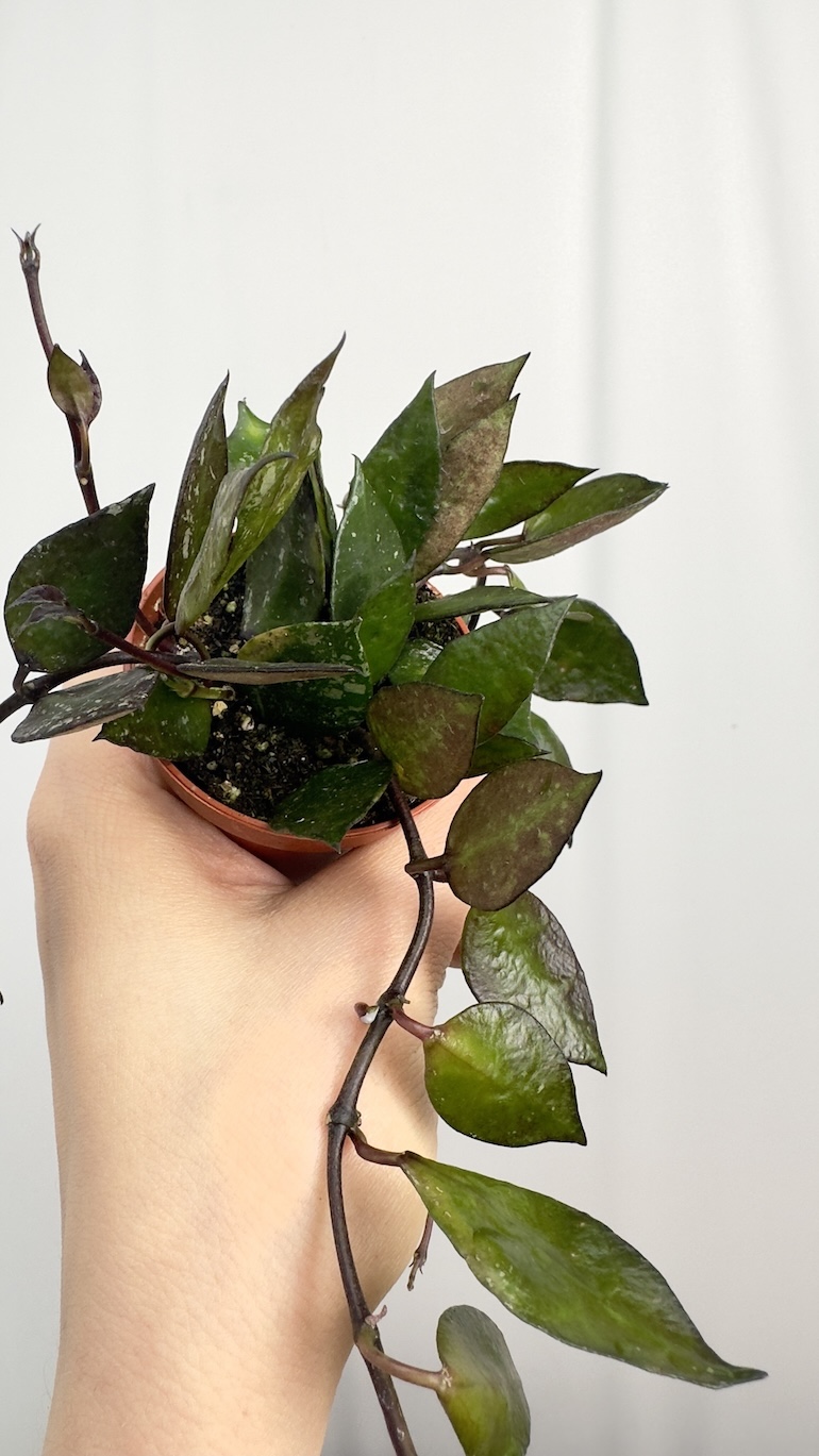 Hoya Black Leaves