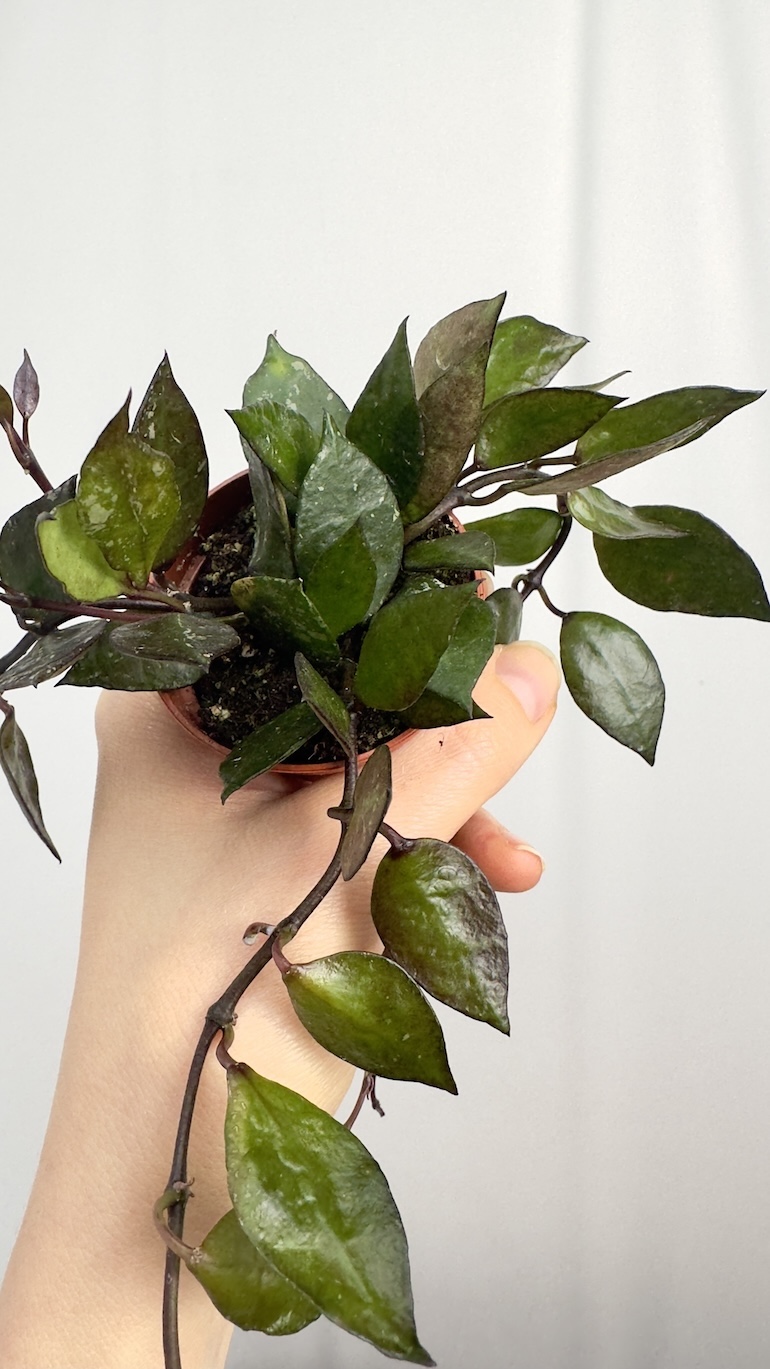 Hoya Black Leaves