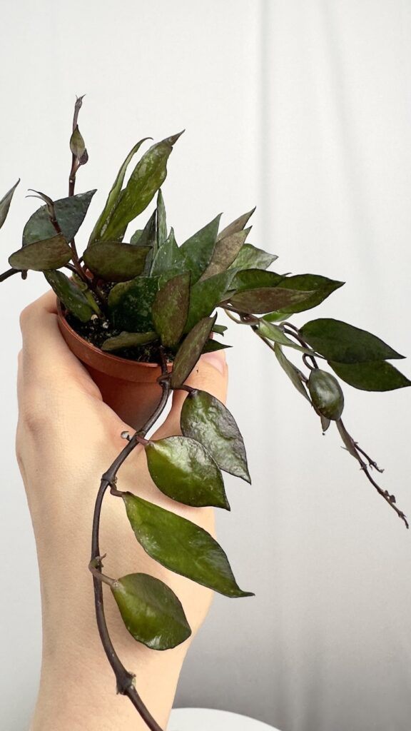 Hoya Black Leaves
