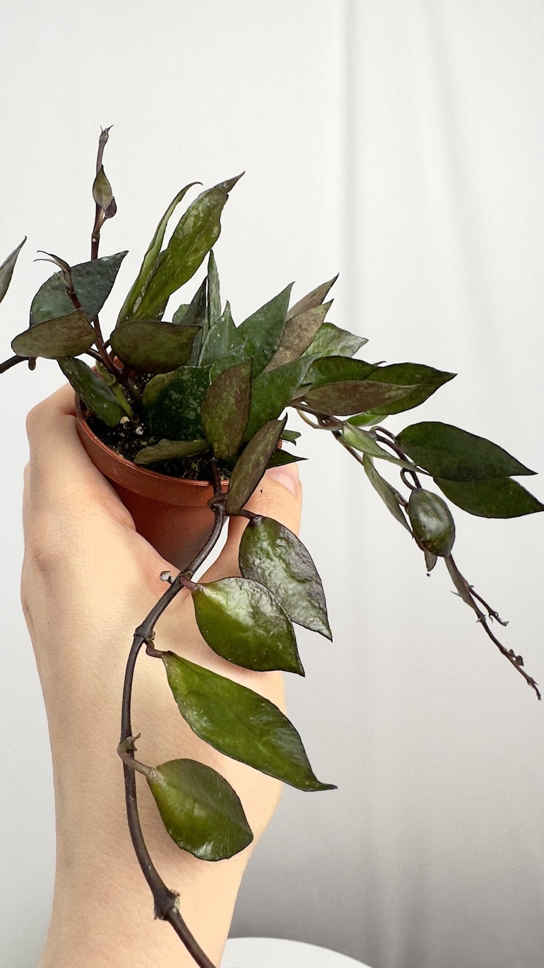 Hoya Black Leaves