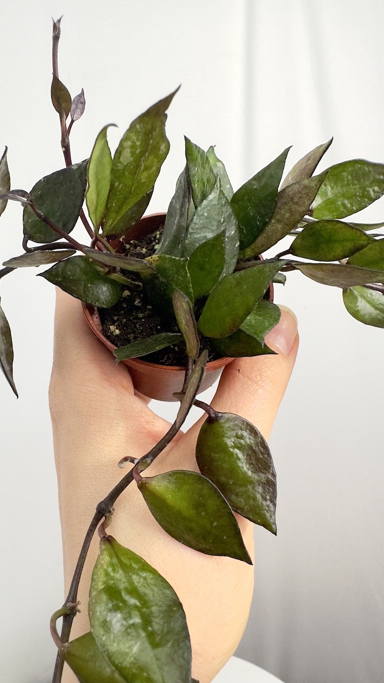 Hoya Black Leaves