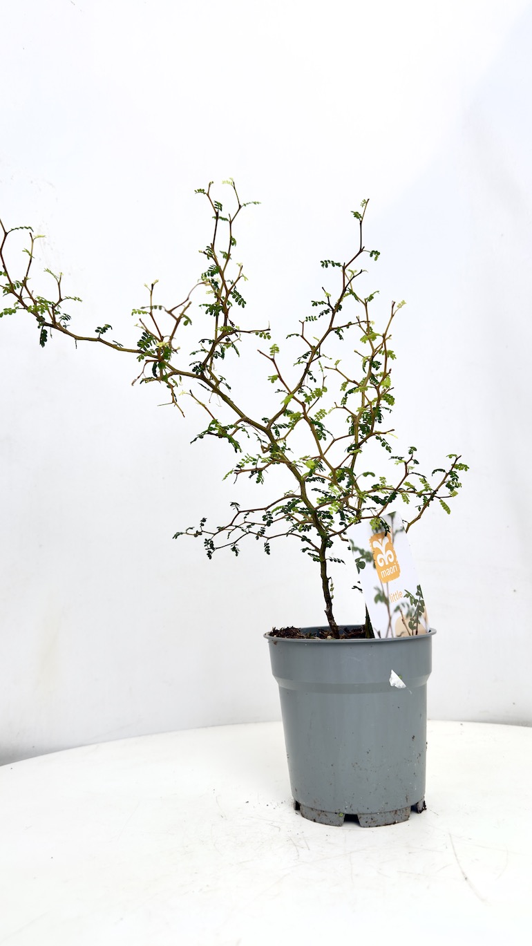 Sophora Little Baby