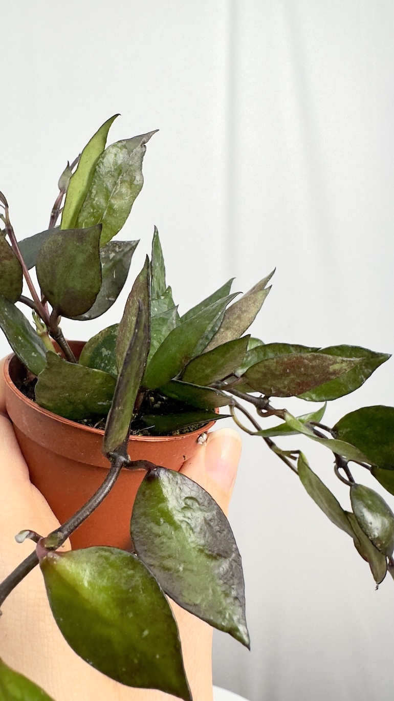 Hoya Black Leaves