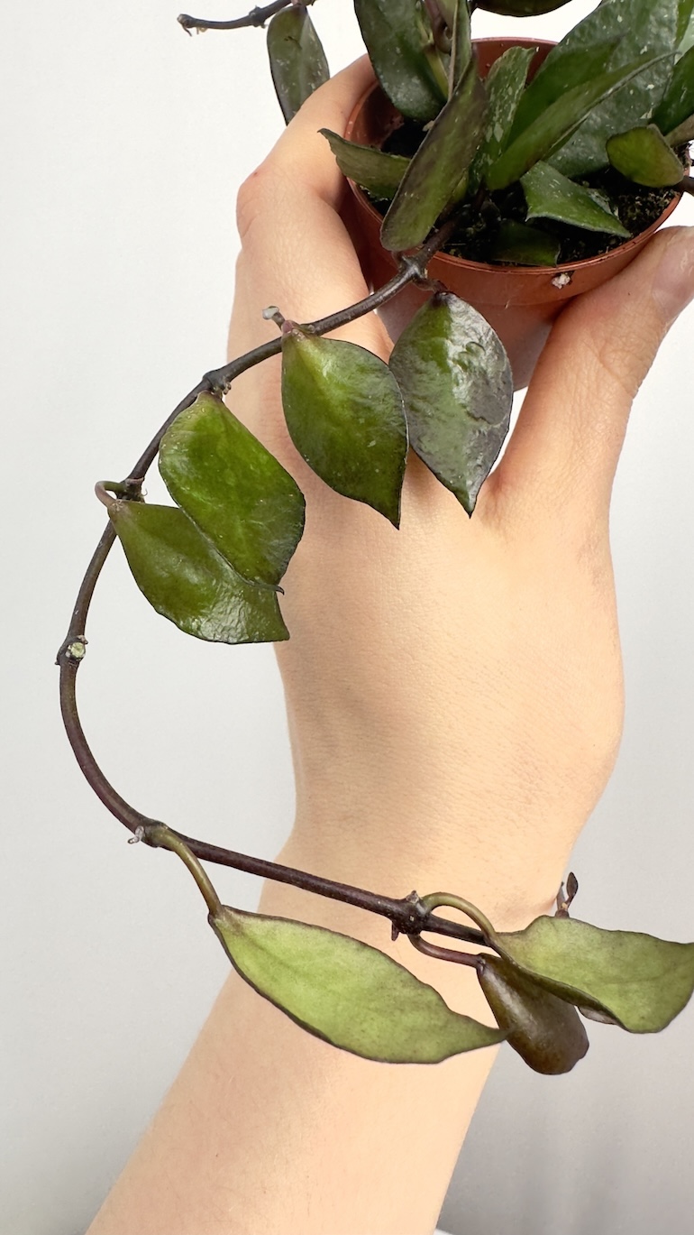 Hoya Black Leaves