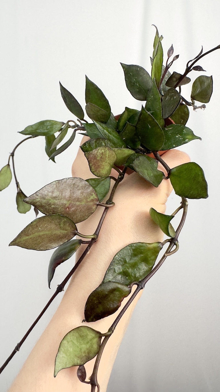 Hoya Black Leaves
