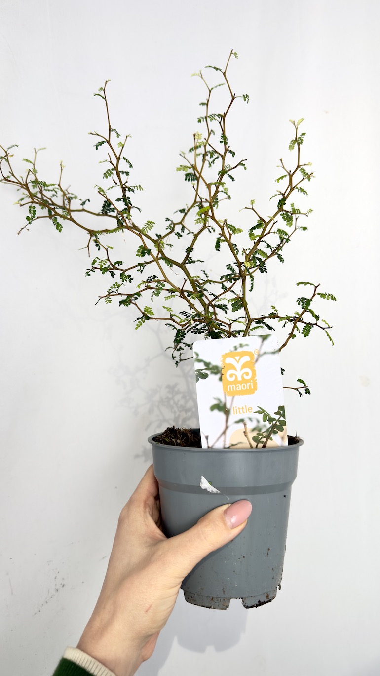 Sophora Little Baby