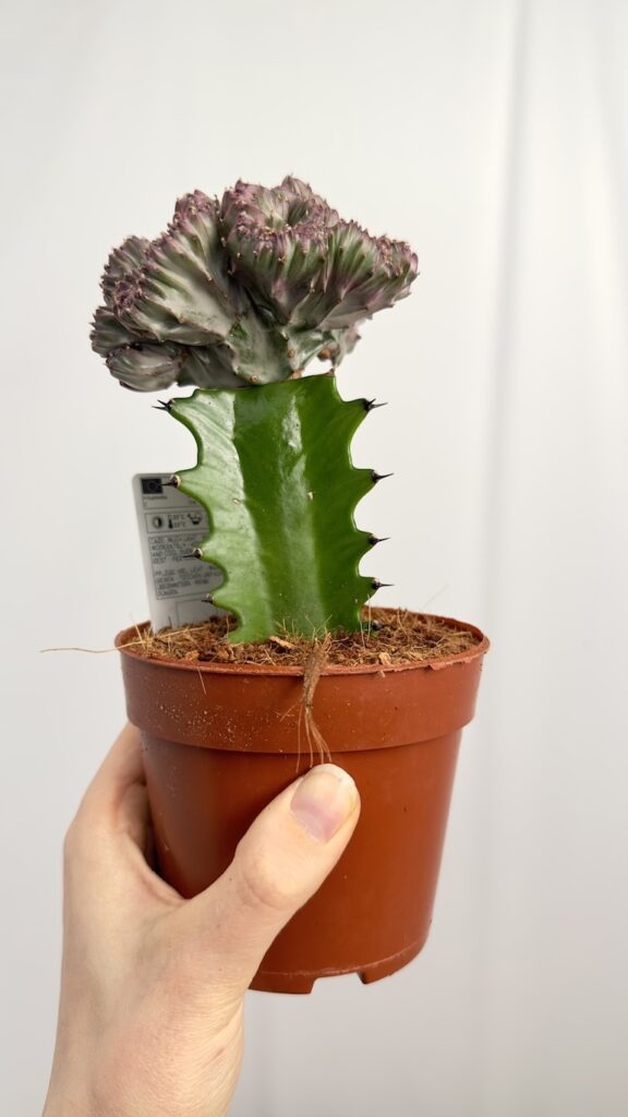 Euphorbia lactea Cristata