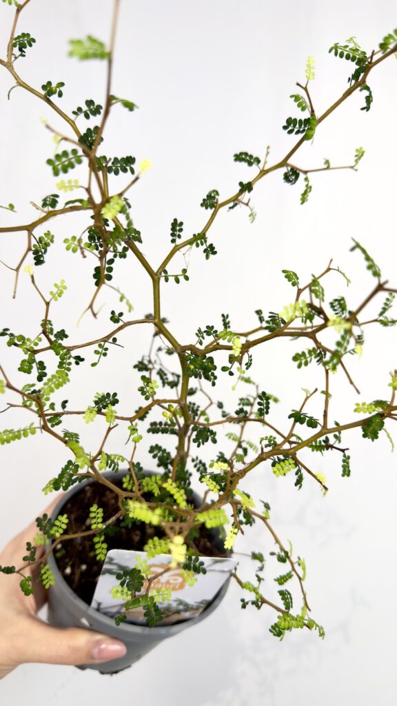 Sophora Little Baby