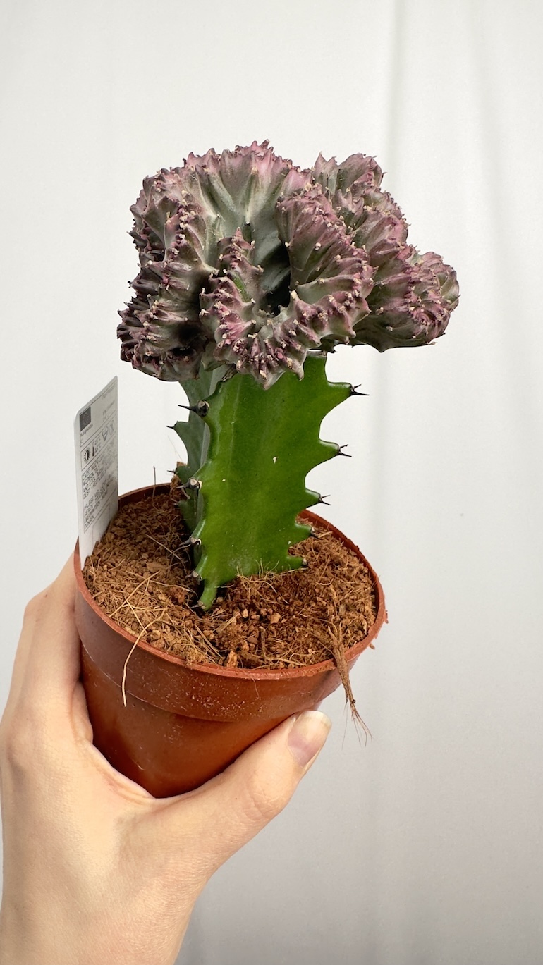 Euphorbia lactea Cristata