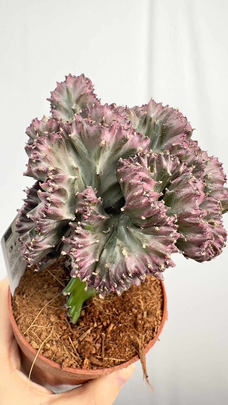Euphorbia lactea Cristata