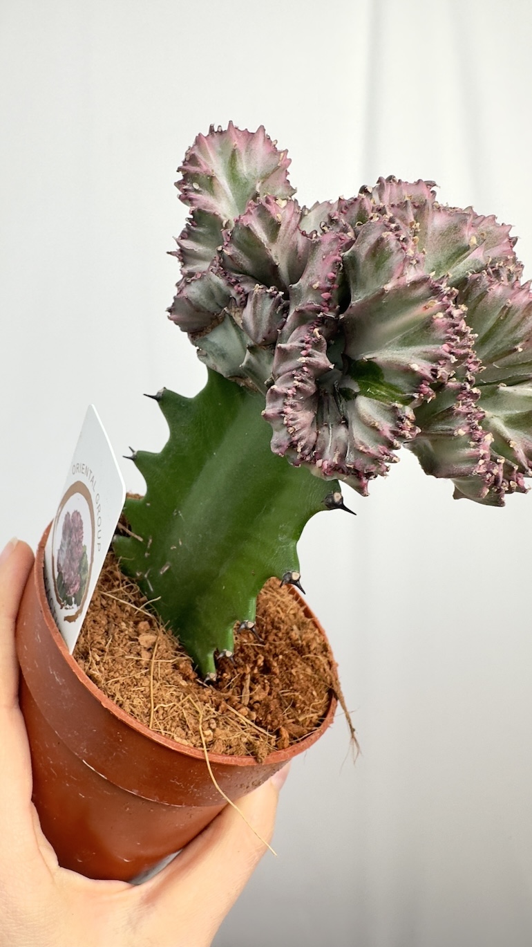 Euphorbia lactea Cristata