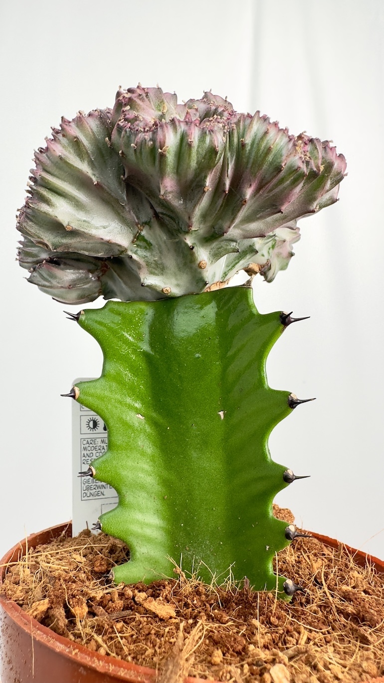 Euphorbia lactea Cristata