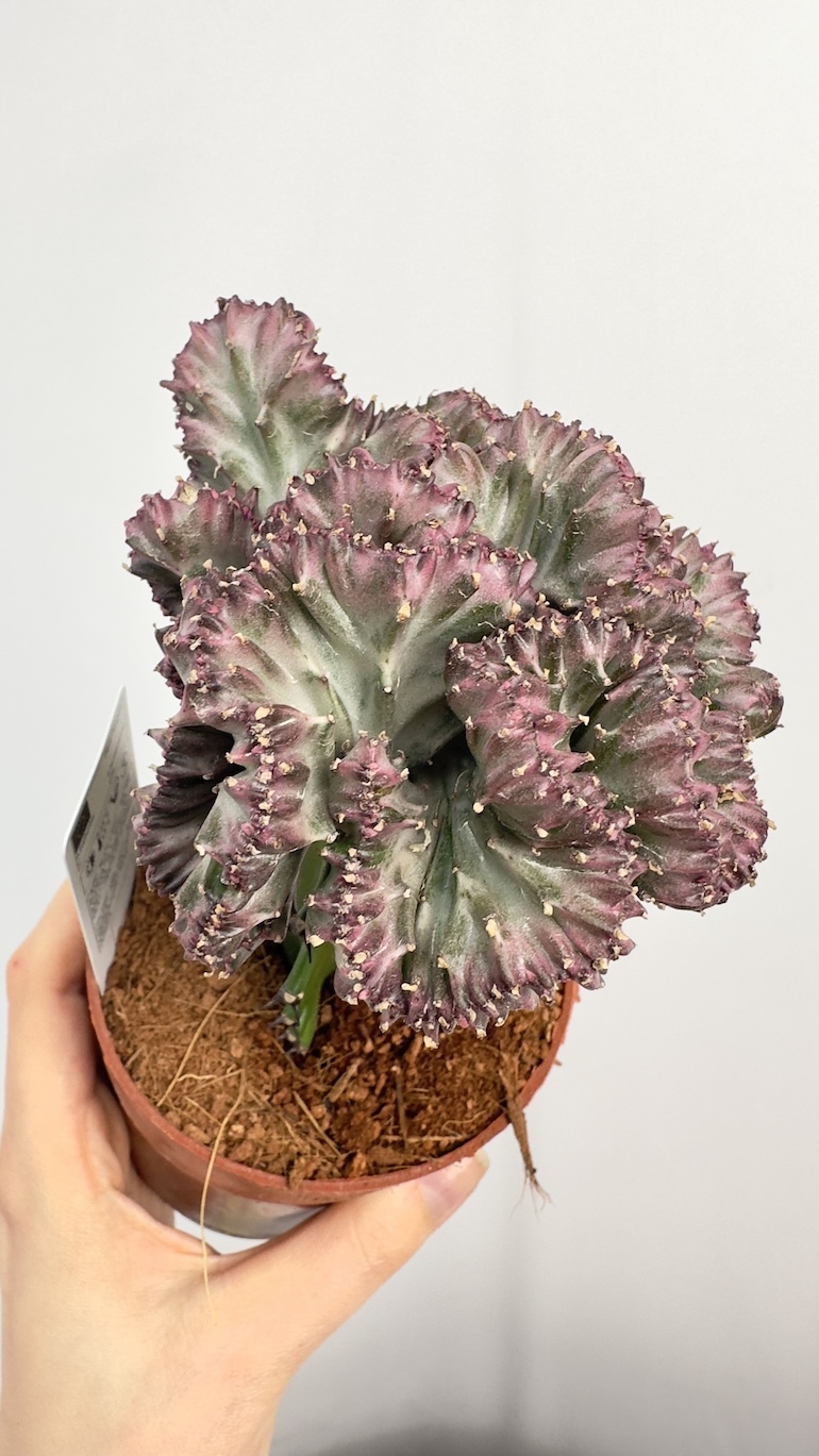 Euphorbia lactea Cristata