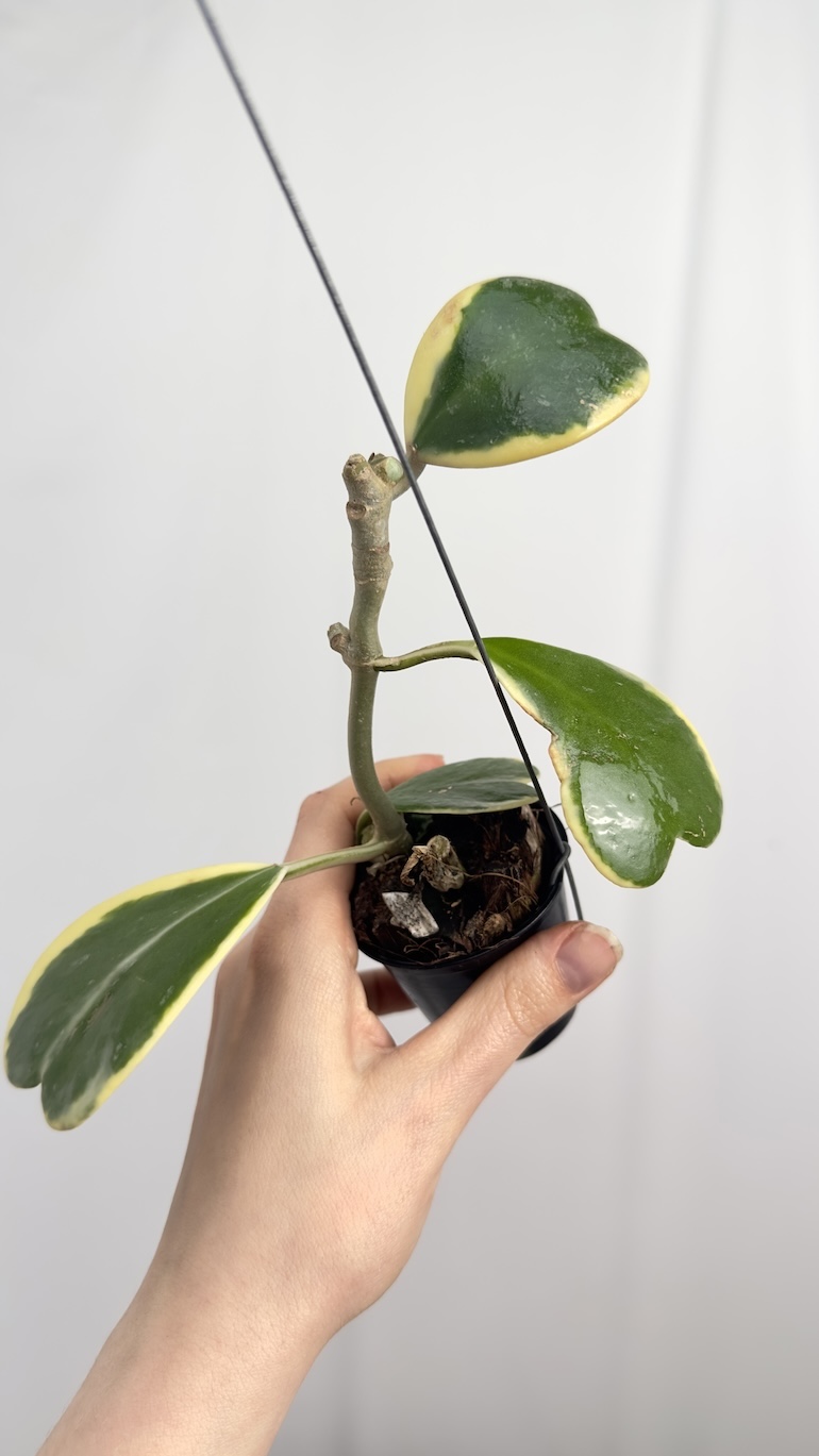 Hoya Kerrii Variegara