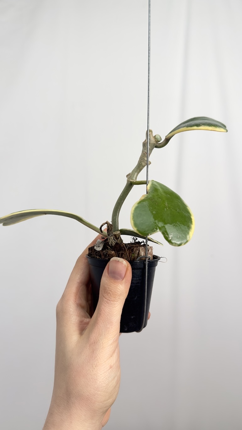 Hoya Kerrii Variegara