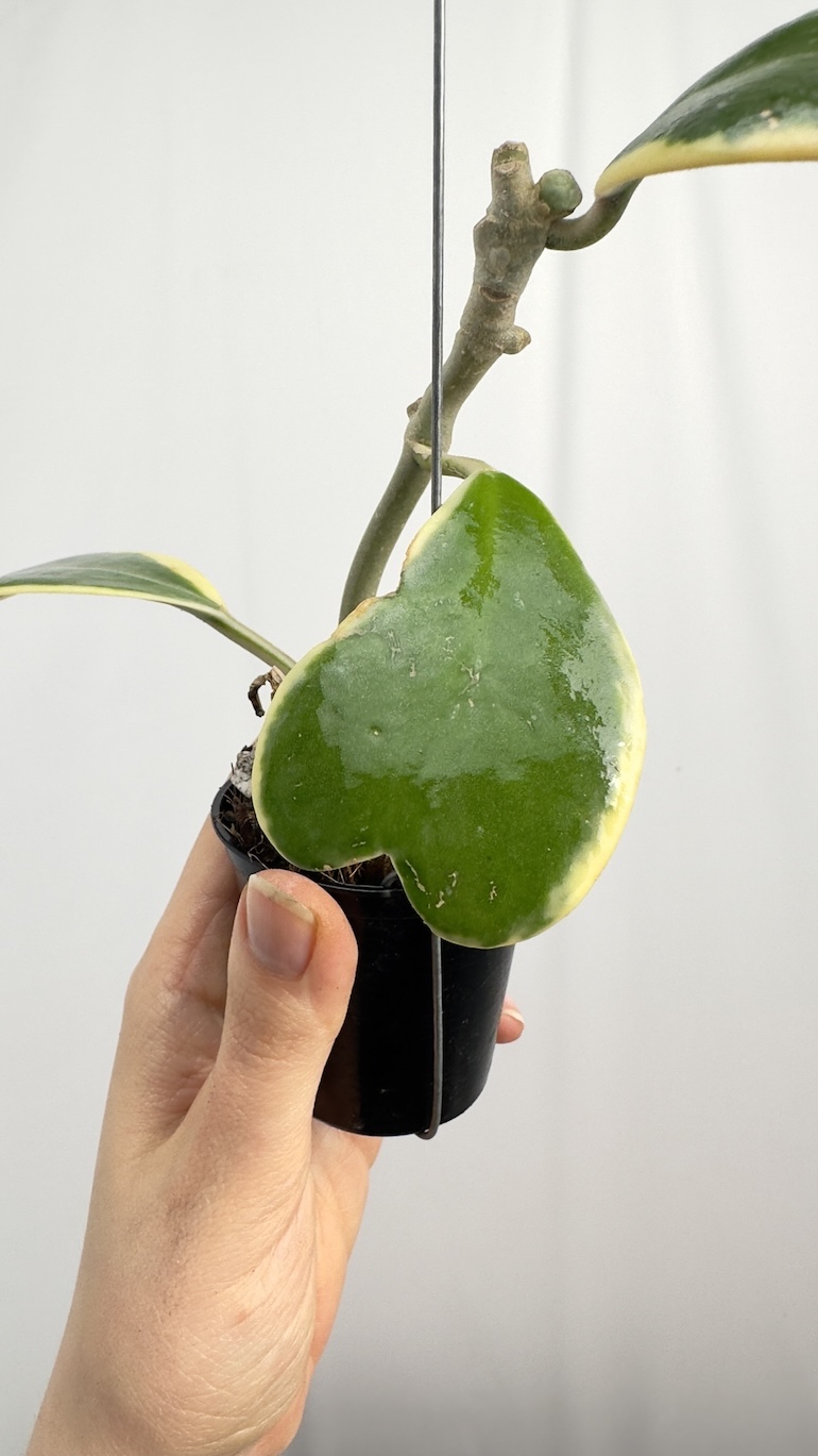 Hoya Kerrii Variegara