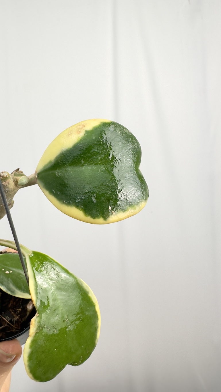 Hoya Kerrii Variegara