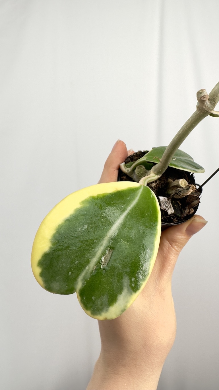 Hoya Kerrii Variegara