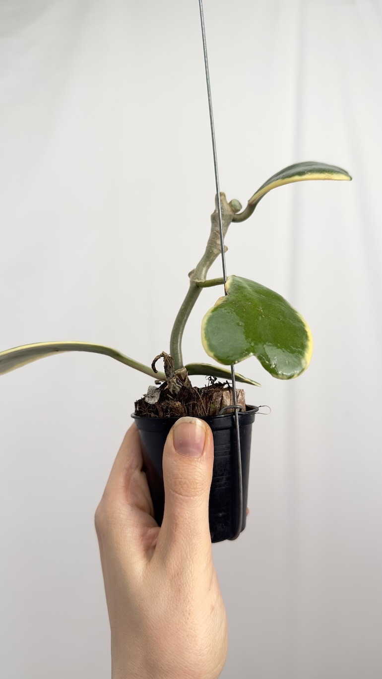 Hoya Kerrii Variegara