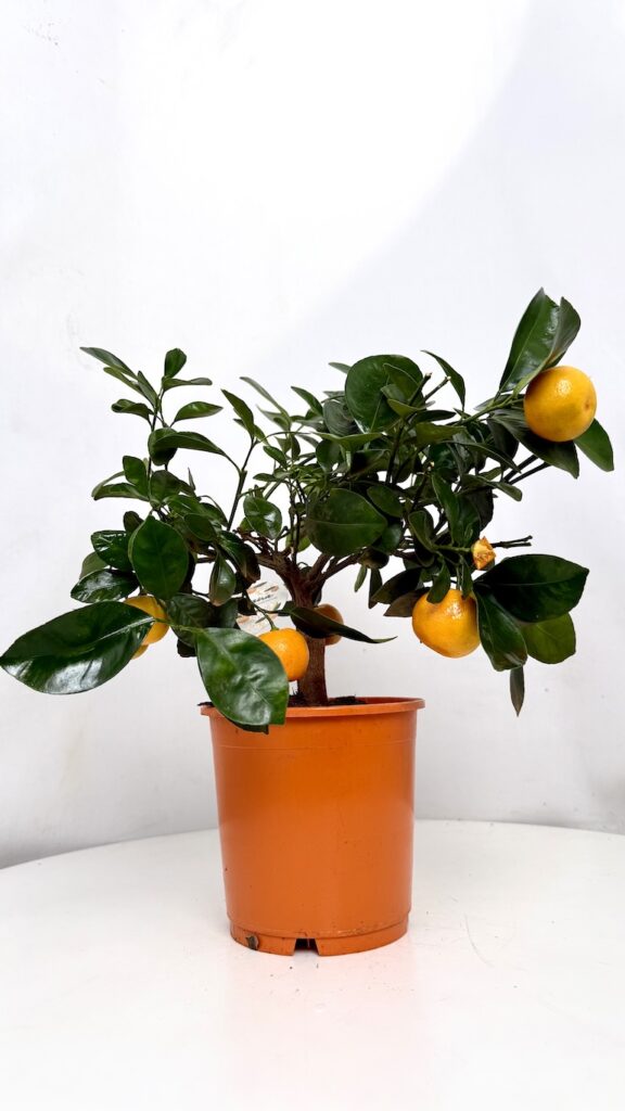 Calamondin Citrus mitis z pomarańczowymi owocami w doniczce