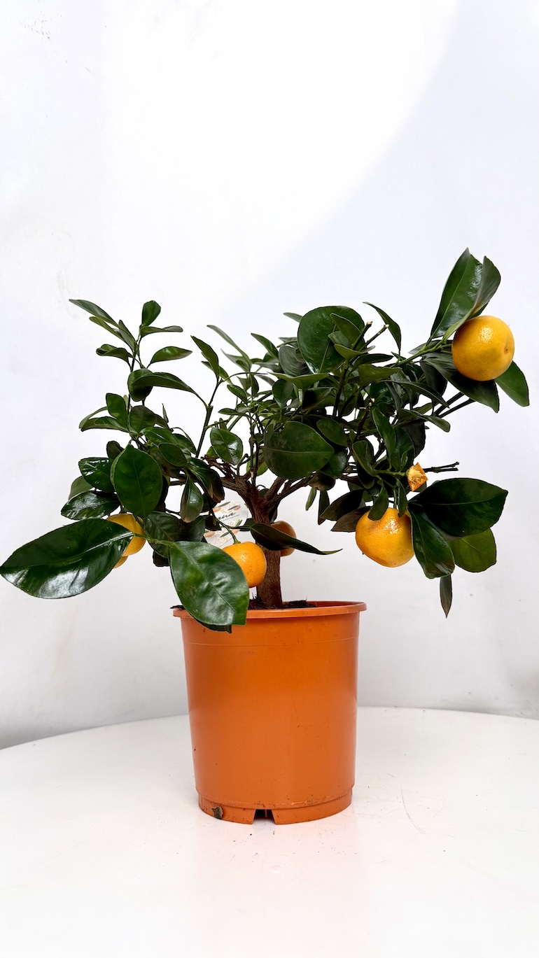 Kalamondyna Calamondin 15/30 cm