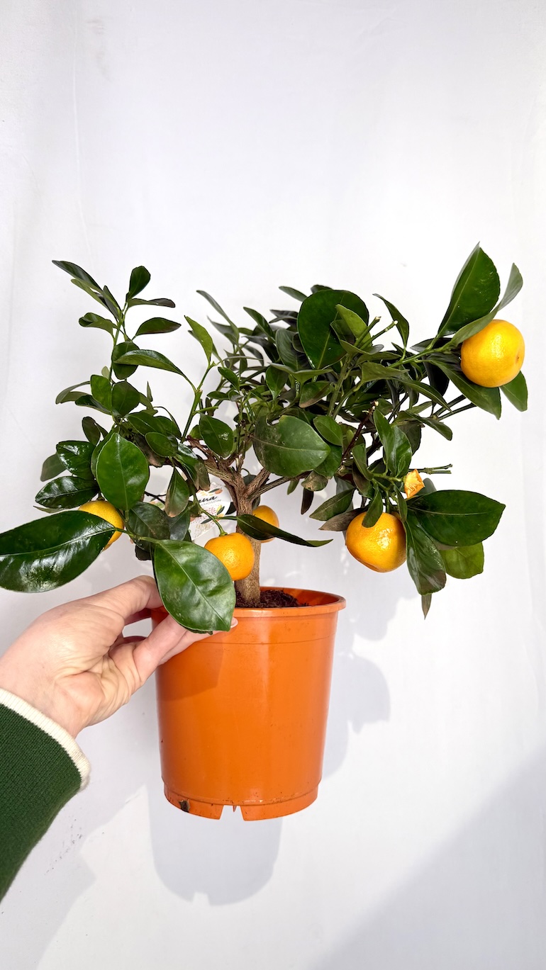 Kalamondyna Calamondin 15/30 cm