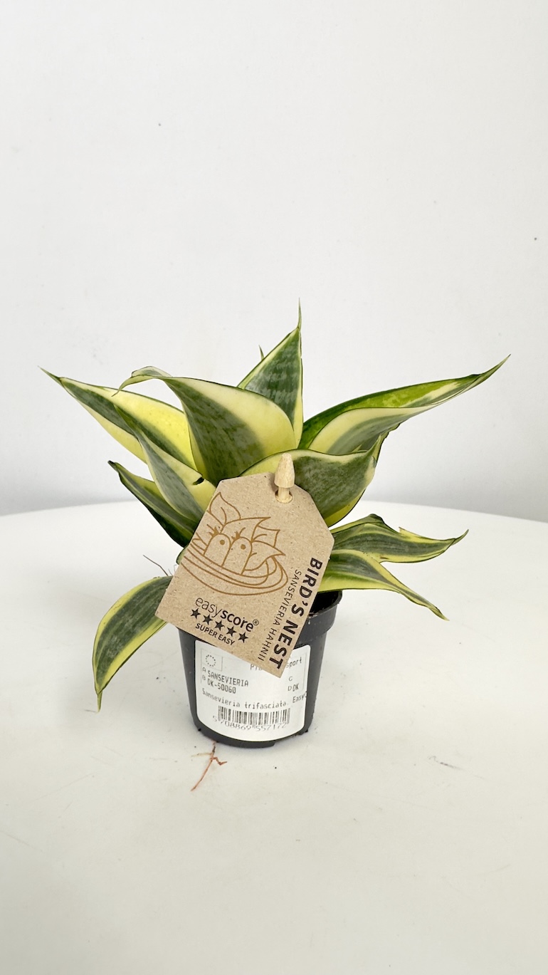 Sansevieria trif. Golden Hahnii
