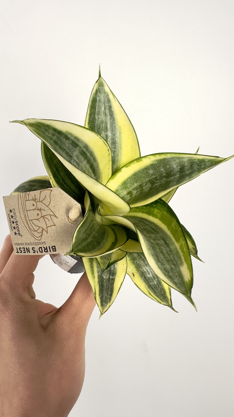Sansevieria trif. Golden Hahnii