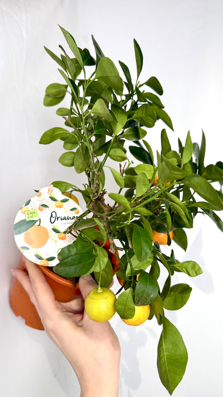 Kalamondyna Calamondin 15/30 cm