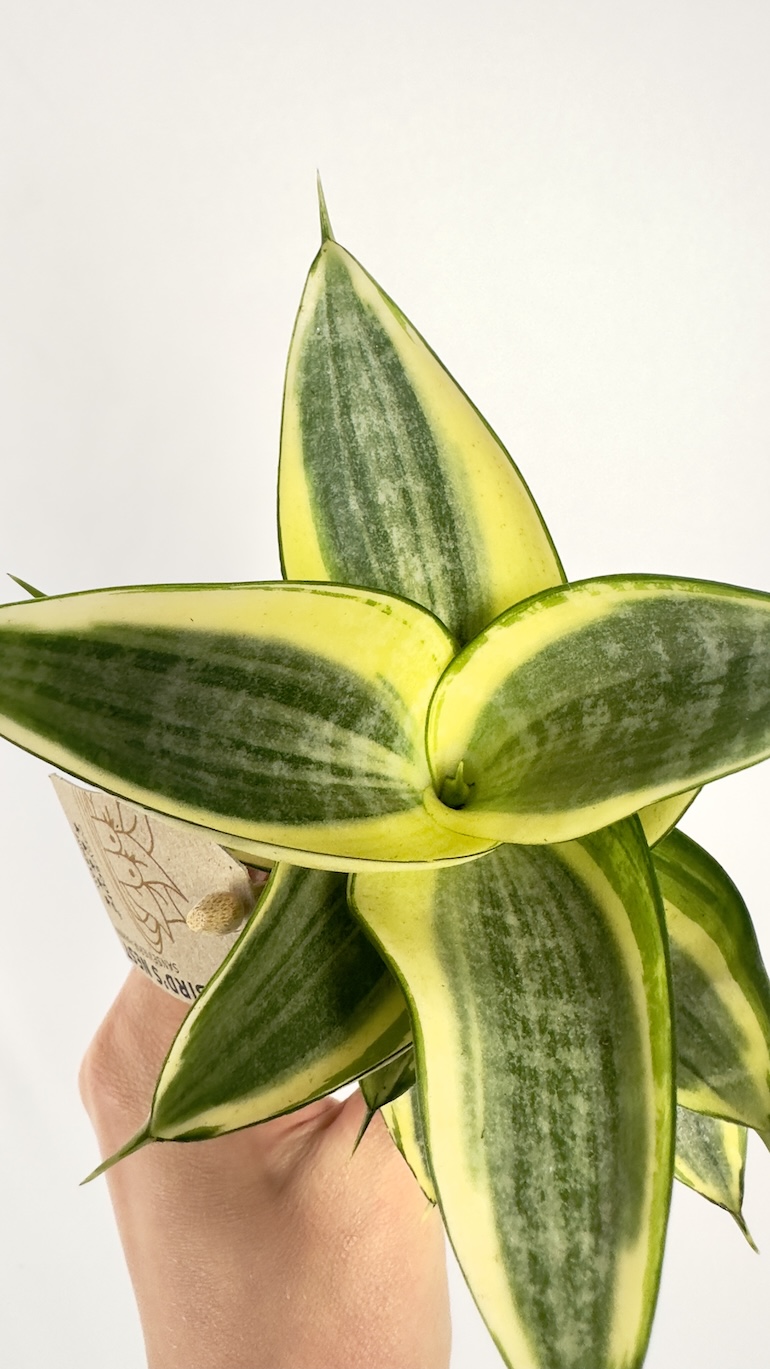 Sansevieria trif. Golden Hahnii