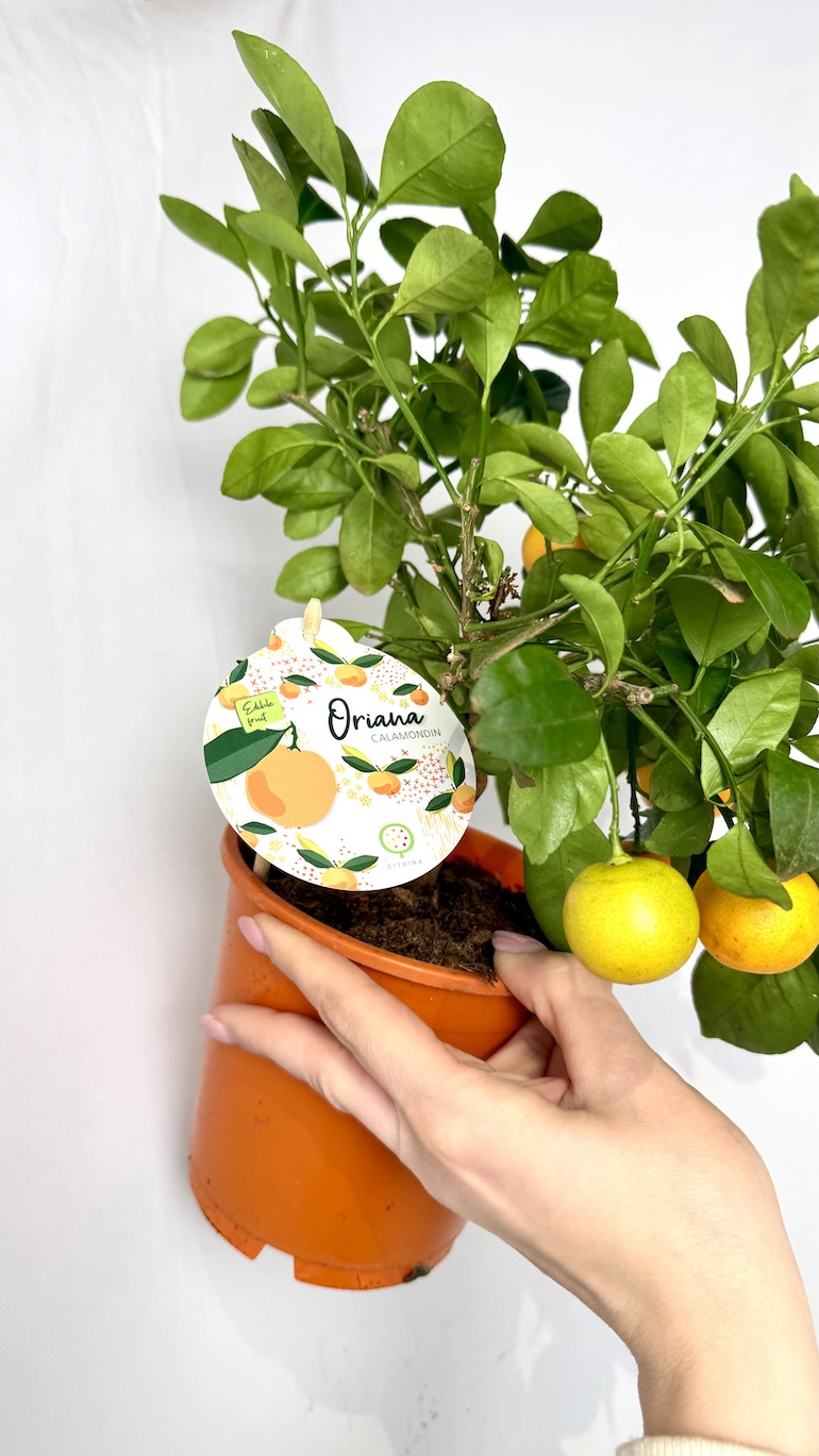 Kalamondyna Calamondin 15/30 cm