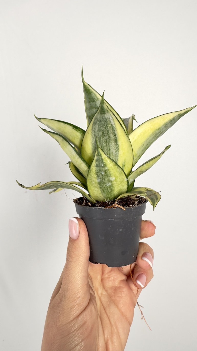 Sansevieria trif. Golden Hahnii