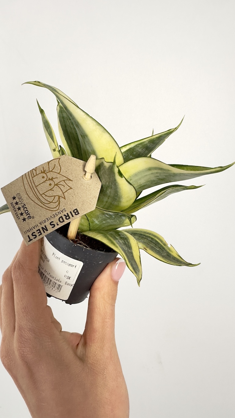 Sansevieria trif. Golden Hahnii