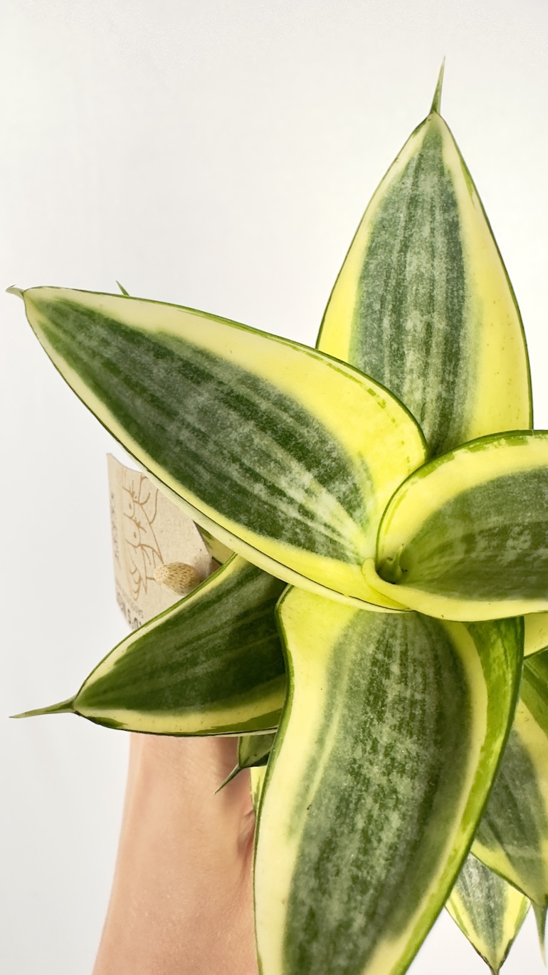 Sansevieria trif. Golden Hahnii