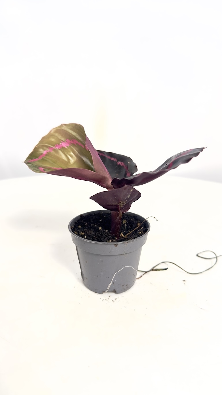 Calathea Roseopicta Dottie