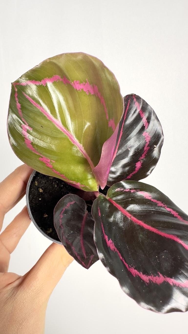 Calathea Roseopicta Dottie