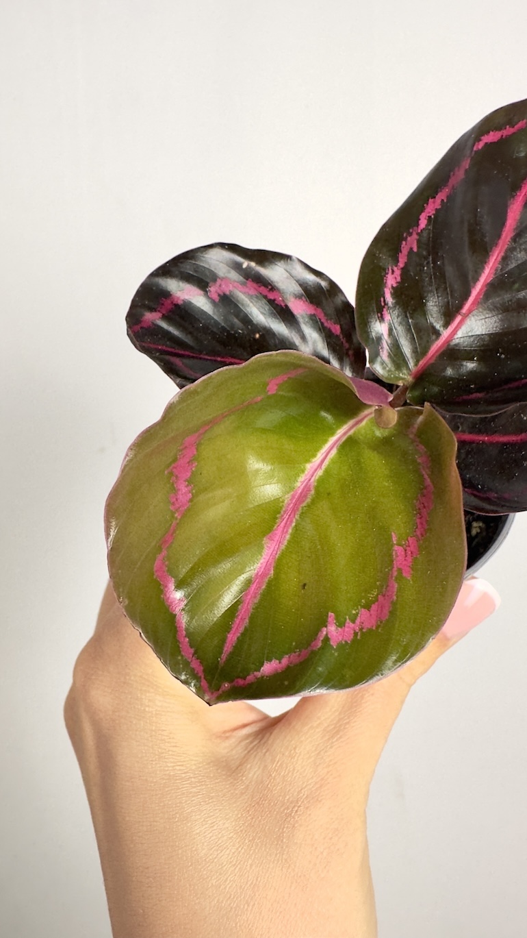 Calathea Roseopicta Dottie