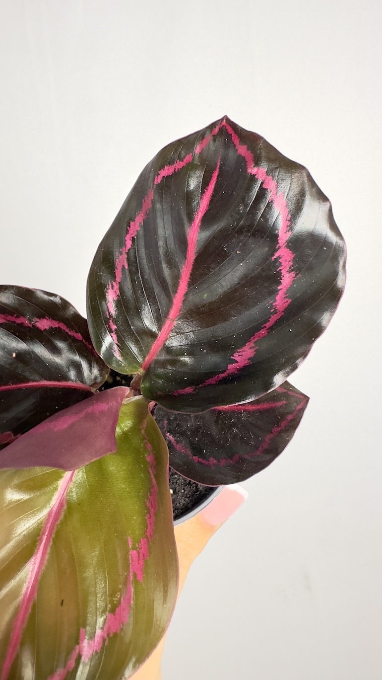 Calathea Roseopicta Dottie